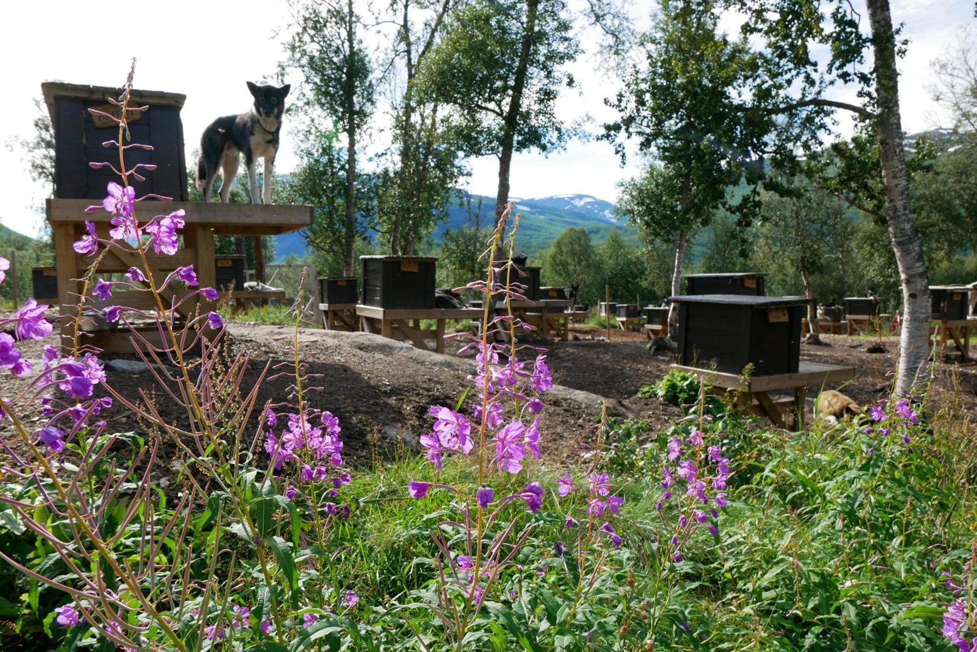 Bardu Huskylodge Luaran gambar