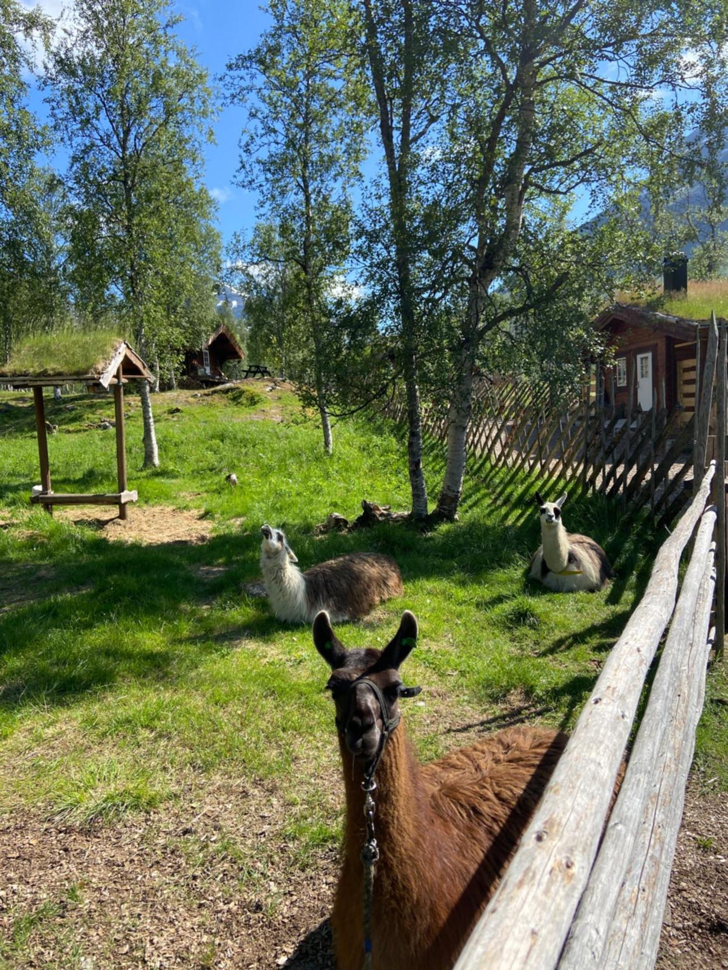 Bardu Huskylodge Luaran gambar