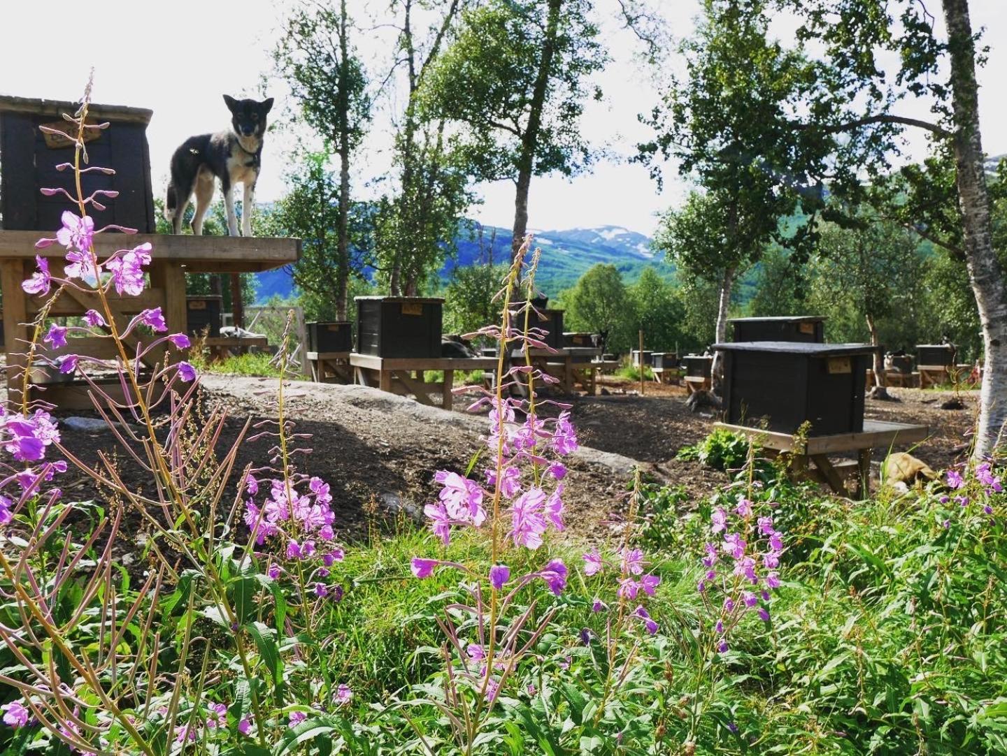 Bardu Huskylodge Luaran gambar