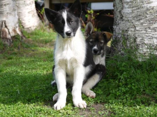 Bardu Huskylodge Luaran gambar