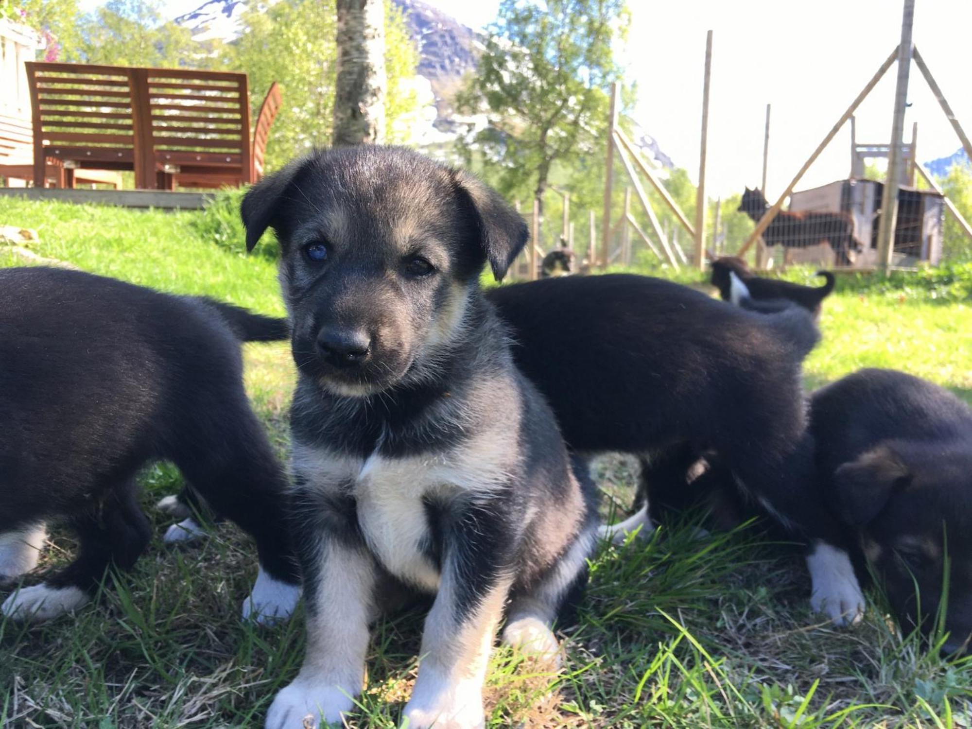 Bardu Huskylodge Luaran gambar
